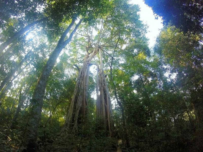 Trek in Chiang Mai